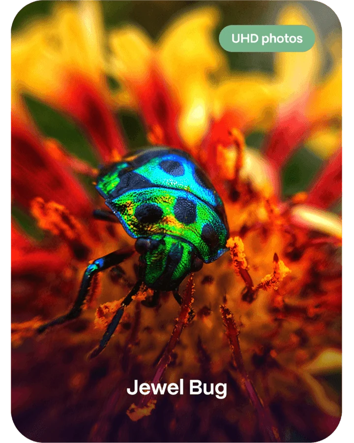 Petal AI 自然观察相机 · 关键规格